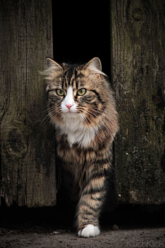 微雨湿落花采集到萌哒哒❉猫猫