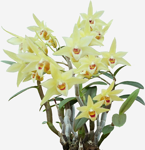 13:21:47石斛花,石斛养生素材午睡d小懒猫同采自51yuansu