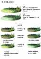 【绘画教程】画师しぎー 的草、树叶、地面画法总结以及光影绘制参考（植物教程）