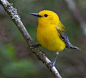 22. Prothonotary Warbler At The Great Dismal Swamp National Wildlife Refuge