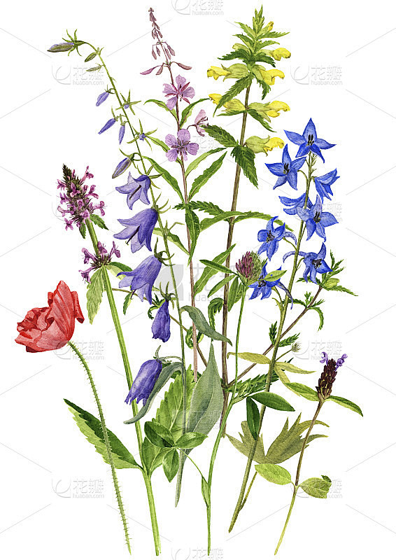 背景与水彩花