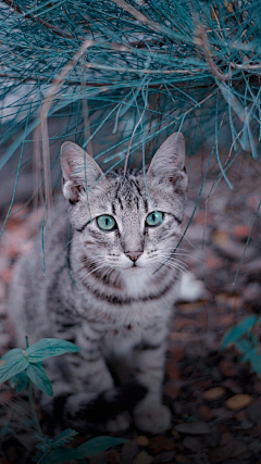 萌猫怪采集到萌小咪图集