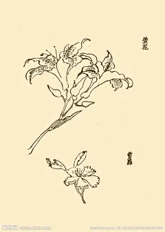 芥子园画谱 花卉大图 点击还原