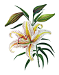 婚礼请柬复古手绘草本植物插画花卉花束 PNG免抠设计素材  (2)