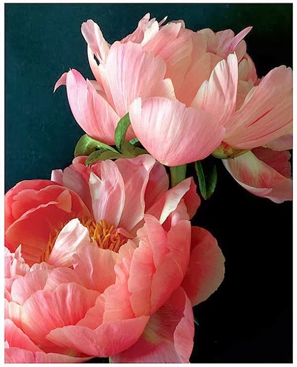 Pink Peonies | A1 Pi...