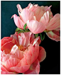 Pink Peonies | A1 Pictures