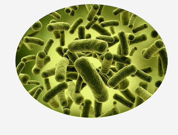 大肠杆菌高清素材 大肠杆菌 微生物 显微...