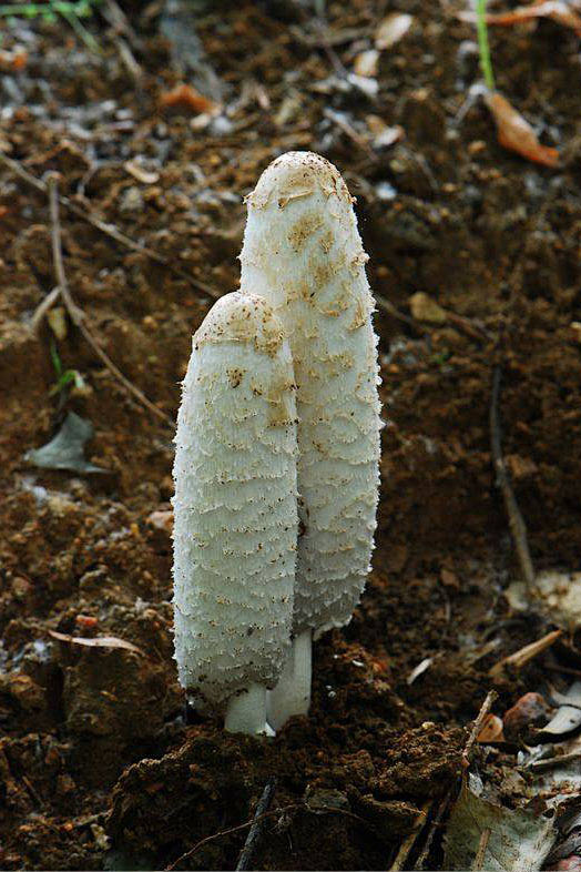 毛头鬼伞拉丁学名Coprinus com...