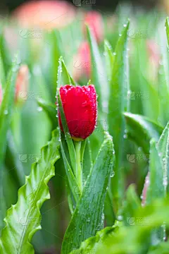 郁金香,自然,多色的,春天,背景,插画,贺卡,草地,式样,花