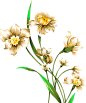 水仙花2