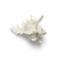 海星海螺贝壳珊瑚海马等 海洋生物主题 高清素材 098.png