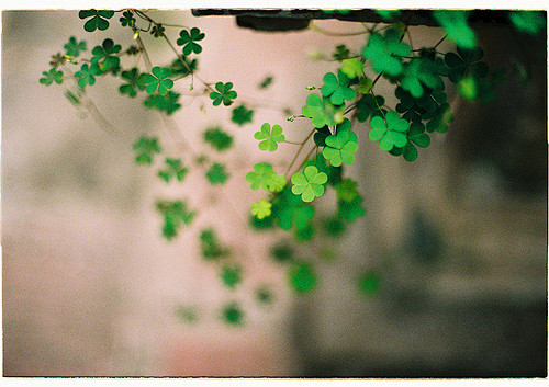 clovers、绿、清、景深、花、自然、...