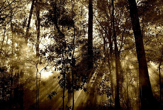 森林, 太阳, 射线, 雾, 自然, 树...