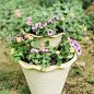 How to plant a spring garden container with @nectarandcompany & @homedepot #onggtoday. *some server issues this morning. Please check back if you have troubles. #spring #garden #diy #howto