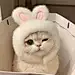 琼海封面制作A大黄猫