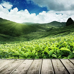 前世今生未了缘采集到绿茶