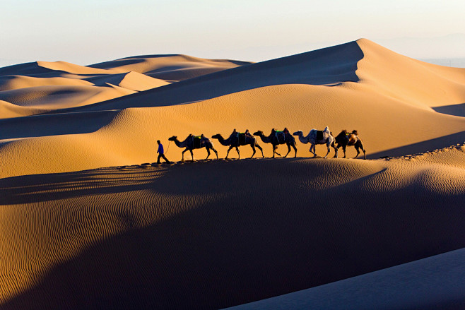 5124113-10M_沙漠，骆驼队