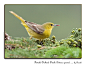 Photograph Orchard Oriole