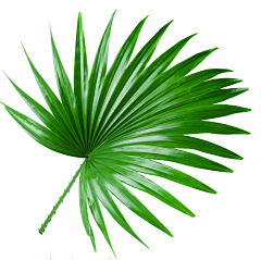 lovaer采集到植物