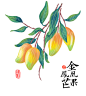 芒果，姜小姜手绘插画。
