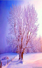 中国唯美摄影:————银花珠树雪初飘，迢迢冬雪胜春朝。