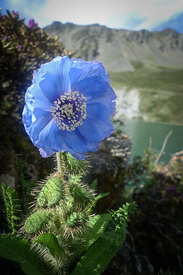 喜马拉雅蓝罂粟“绿绒蒿”，不丹的国花。