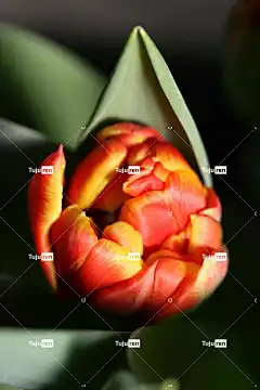 花 郁金香 盛开 开花 花瓣 花卉背景 生长 郁金香绽放 花壁纸