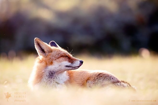 Zen Fox enjoying the...