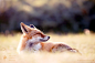 Zen Fox enjoying the warm sun by Roeselien Raimond on 500px