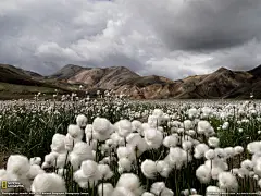 18张国家地理2011年年度精选壁纸下载_科技_火狐中文网----【冰岛的羊胡子草】这张照片是冰岛景色的典型代表。它告诉我们：当你以为没有什么景观能带来惊喜的时候，往往更大的惊喜就在前面。——摄影师：Jennifer Jesse