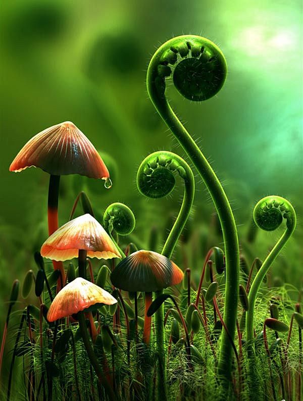 ~~Mushrooms and Fern...