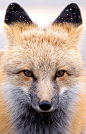 Rocky Mountain Fox