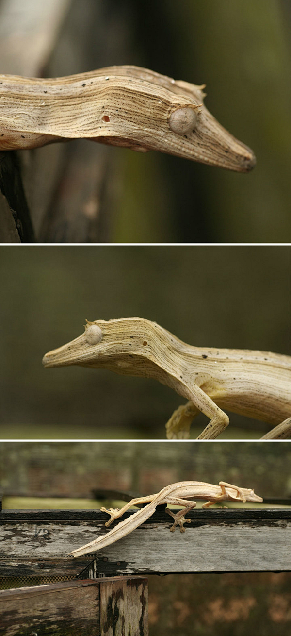 木纹叶尾壁虎（Uroplatus lin...