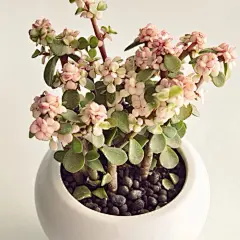 #多肉植物录# 马齿苋树Portulacaria afra，又名：金枝玉叶，茎肉质，紫褐色至浅褐色，分枝近水平，新枝在阳光充足的条件下呈紫红色，若光照不足，则为绿色。它的叶片由黄变红，更独特的是树干由黄色变红色，是极少有的变色品种，是卫矛属植物中观叶观杆珍稀树种。更多花物趣事关注微信：aoenflower