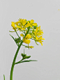 绘画素材1000更——油菜花
