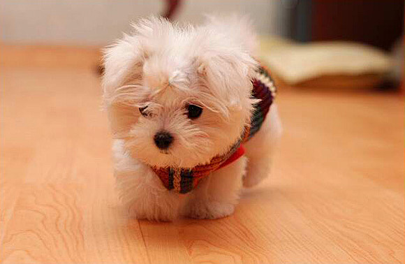 50 Cute Puppies Make...