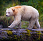 beautiful-wildlife:

Kermode “Spirit” Bear by Paul Burwell