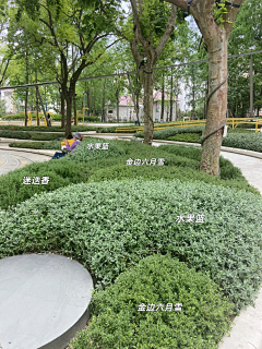Yingzaiwang采集到植物配置