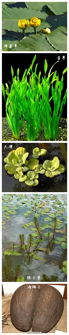 上海植物园微博：#植物奥运会#第二个比赛项目是【随水漂流】.随水漂流的植物,有落到雨水溪流里的果实或种子,有湖泊湿地的挺水或浮水沉水植物,更有热带海滩的红树林植物。 参赛选手有来自中国的萍蓬草和苦草,泰国的大漂,越南的眼子菜,非洲岛国塞舌尔的海椰子等等。它们借着雨水、河水,把种子安排在土肥水美的地方~