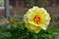 海黄牡丹(Paeonia suffruticosa Andr.)被评为牡丹中“最佳”。