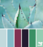 succulent hues