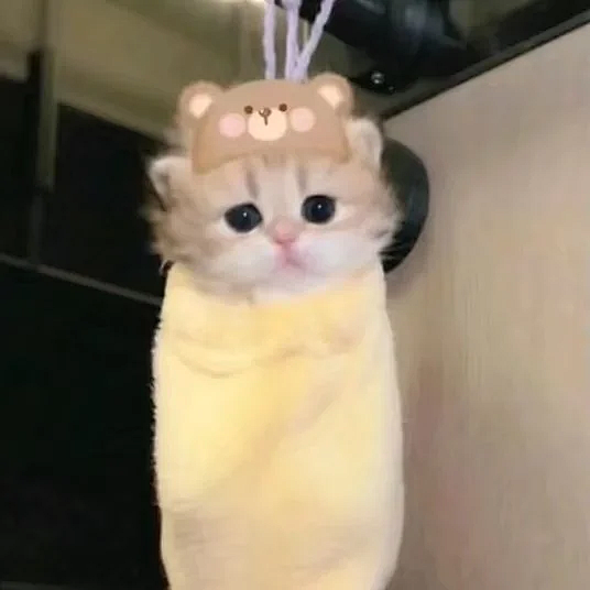 可爱的猫猫头像