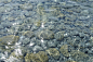 brown and green coral reef on water