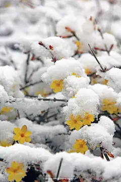 瑞雪迎春 三月中旬 迎春花 桃花相继开放 突如其来的一场雪让刚刚开放的迎春花包裹上一层白糖 鲜艳的迎春花被白白的白雪包裹起来 显得更加干净漂亮 今年的三月春又迎来一场倒春寒 让人们又欣赏到了这季节交替的美
