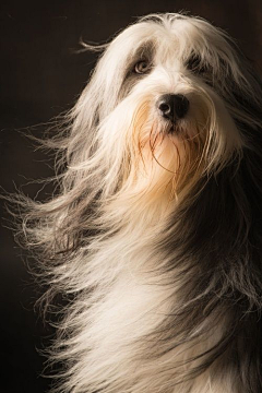 letsnerous采集到I LOVE DOGS