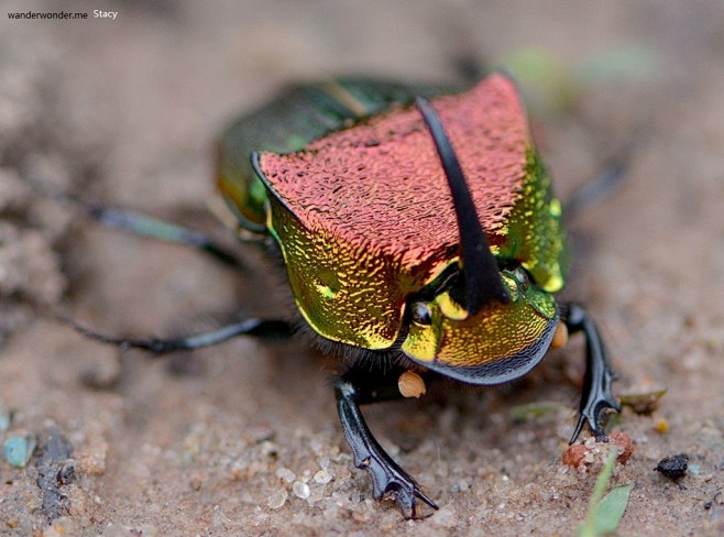 彩虹蜣螂phanaeusvindex