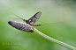 The Mayfly by Mark Johnson on 500px
