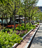 城市道路绿化设计 : 文化隐喻功能：表现城市地域文化特征、以乡土植物塑造个性城市植物配置形象。