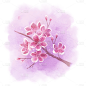 手绘粉色水彩樱花花朵插画元素1