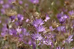 乌克兰,野花,壁纸,紫色,黑海海岸,春白菊花,水平画幅,无人,雏菊族,植物学